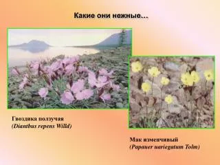 Гвоздика ползучая (Diantbus repens Willd)