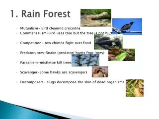 1. Rain Forest