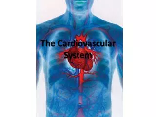 the cardiovascular system