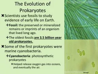 The Evolution of Prokaryotes