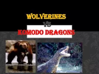 Wolverines vs Komodo Dragons