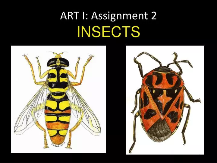 art i assignment 2 insects
