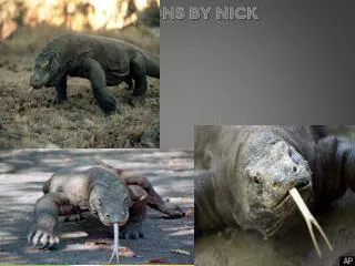 KOMODO DRAGONS BY NICK