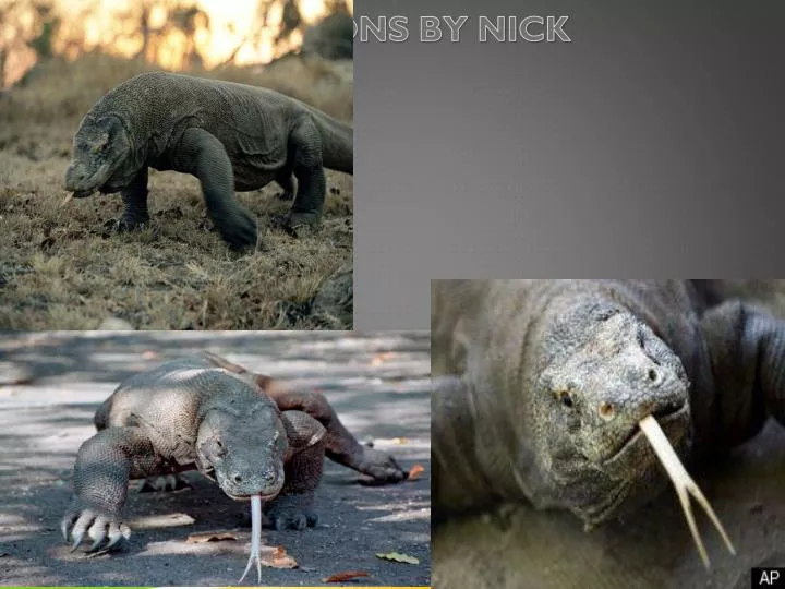 komodo dragons by nick