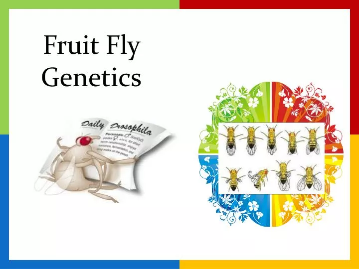 fruit fly genetics