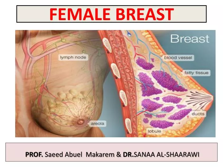 MNEMONICS: Breast (Mammary Gland) Blood Supply