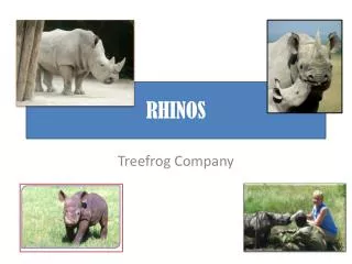 RHINOS