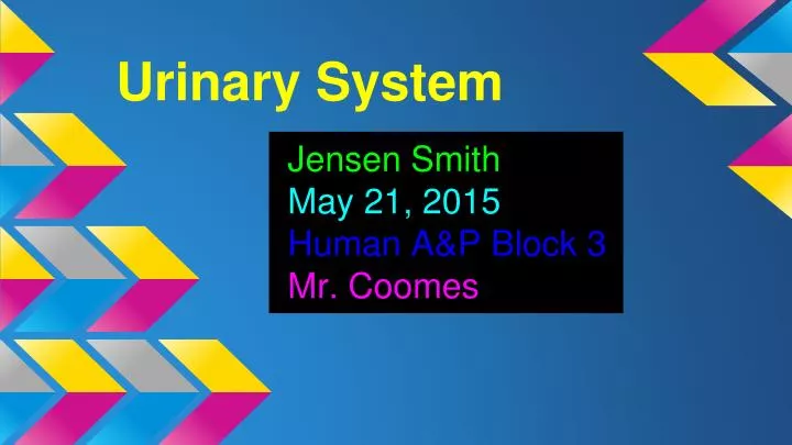 urinary system