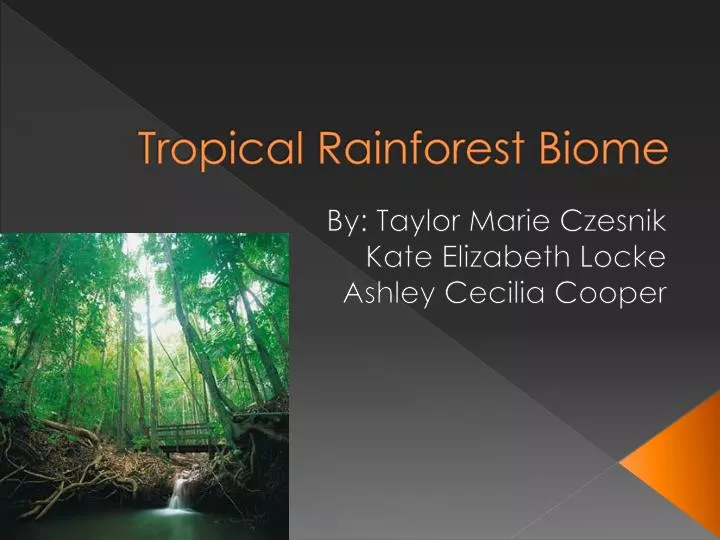 tropical rainforest biome