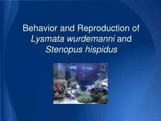 Behavior and Reproduction of Lysmata wurdemanni and Stenopus hispidus