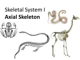 Skeletal System I Axial Skeleton