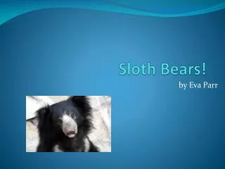 Sloth Bears!