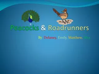 Peacocks &amp; Roadrunners