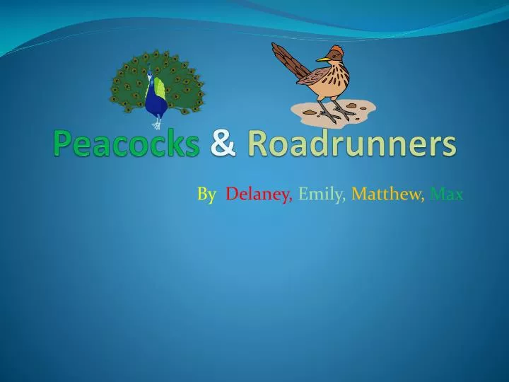 peacocks roadrunners