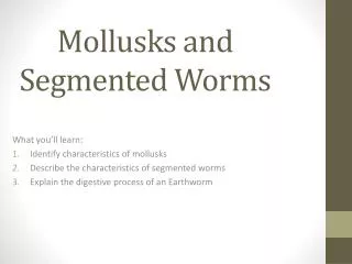 Mollusks and Segmented Worms
