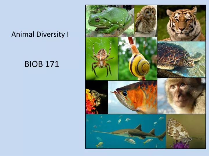 animal diversity i