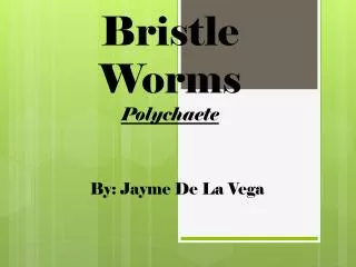 Bristle Worms Polychaete