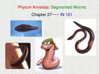 Phylum Annelida : Segmented Worms Chapter 27~~~ IN 121