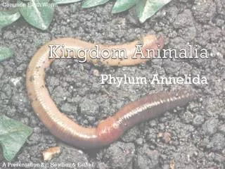 Kingdom Animalia