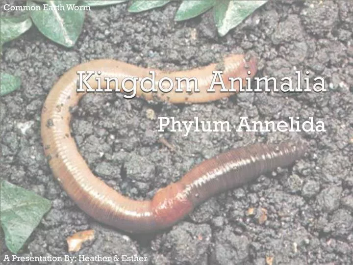 kingdom animalia