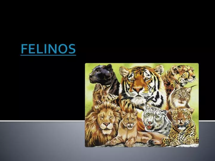 felinos