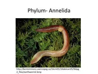 Phylum- Annelida
