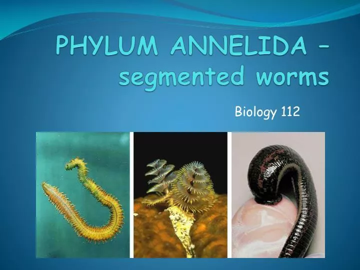 phylum annelida segmented worms