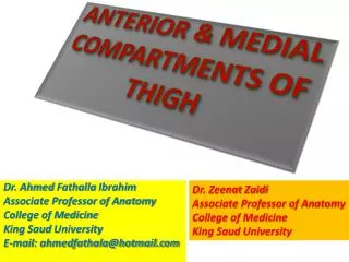 ANTERIOR &amp; MEDIAL COMPARTMENTS OF THIGH