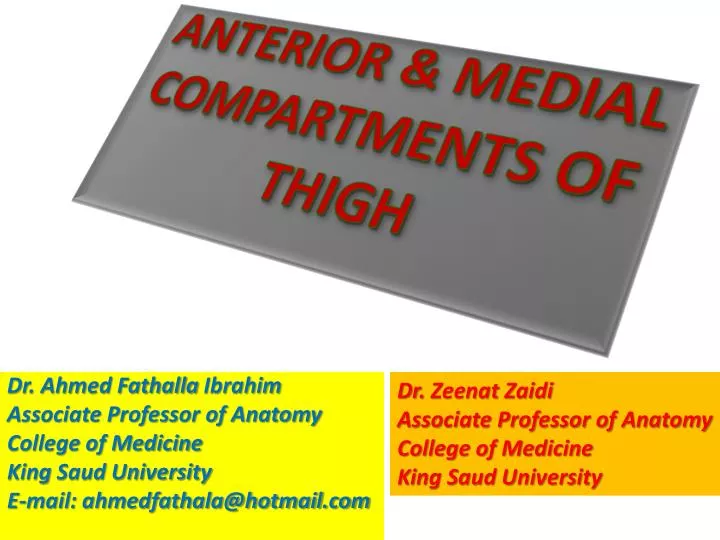 anterior medial compartments of thigh