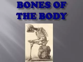 Bones Of The Body