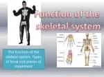 Function of the skeletal system - slide 1