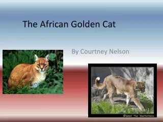 The African Golden Cat