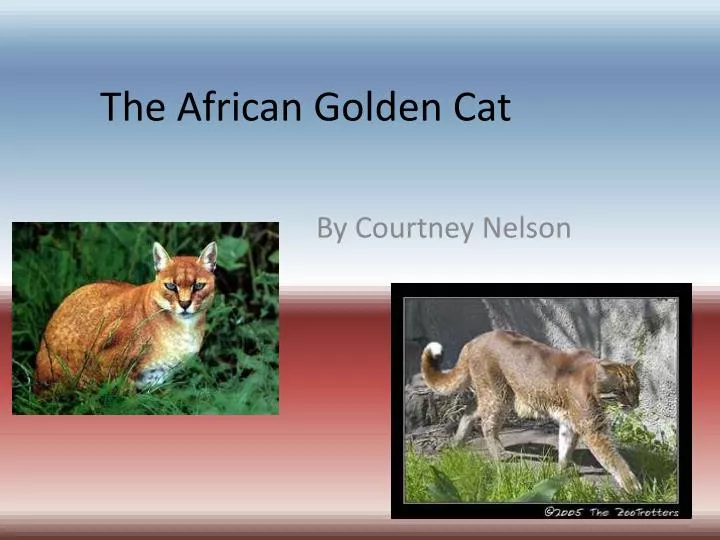the african golden cat