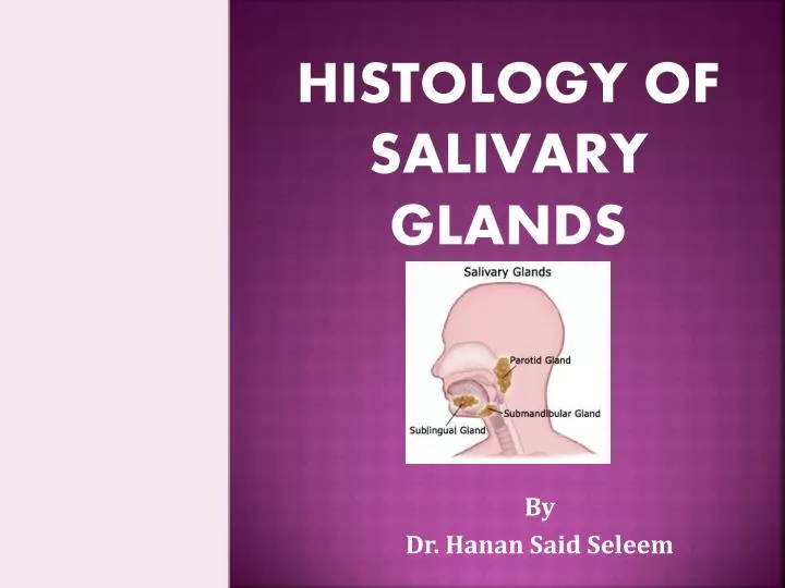 histology of salivary glands