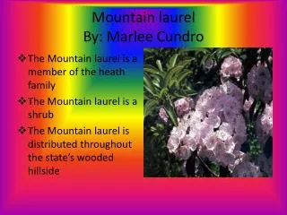 Mountain laurel By: M arlee C undro