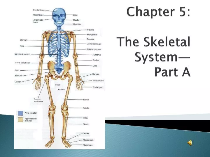 chapter 5 the skeletal system part a