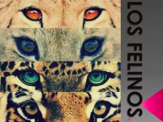 los felinos