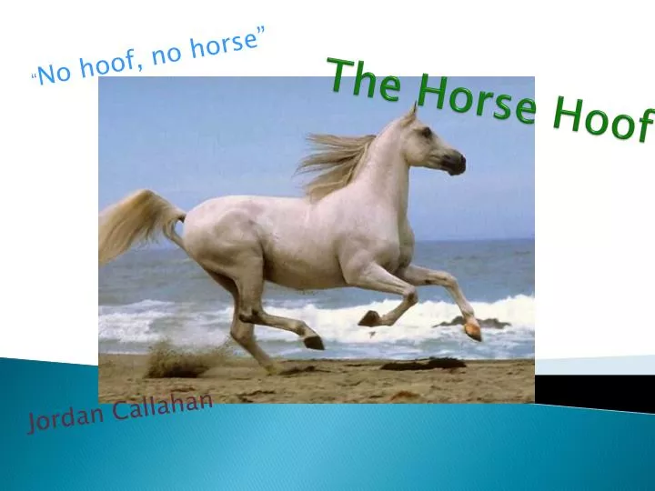 the horse hoof