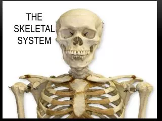 The Skeletal S ystem