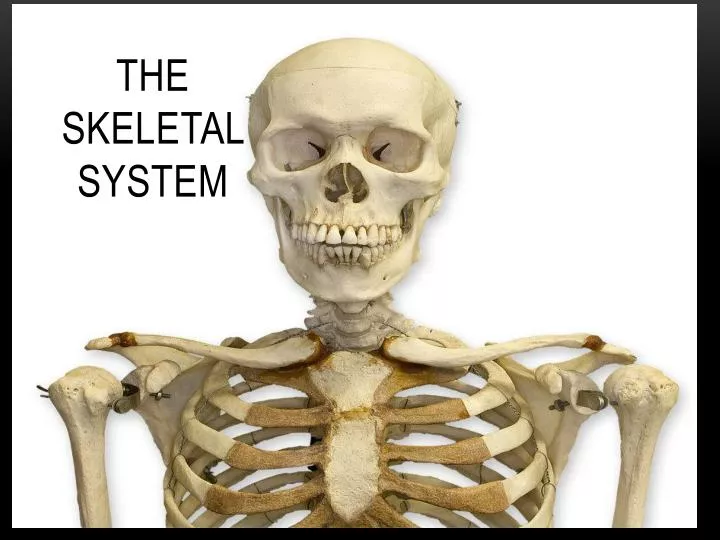the skeletal s ystem