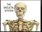 The Skeletal S ystem - slide 1