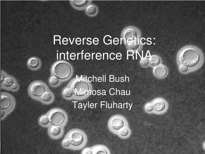 reverse genetics interference rna