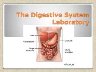 The Digestive System Laboratory