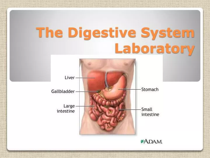 the digestive system laboratory