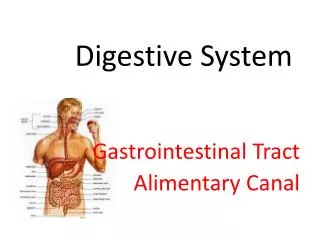 Digestive System