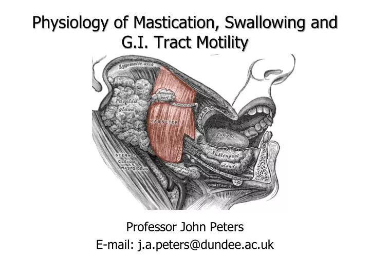 physiology of mastication swallowing and g i tract motility