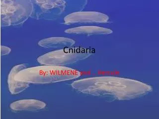 Cnidaria