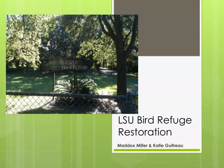 lsu bird refuge restoration