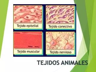 tejidos animales