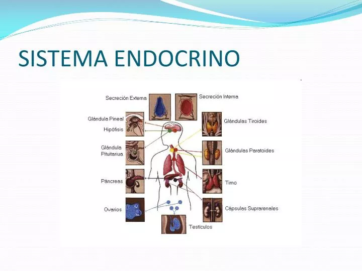 sistema endocrino